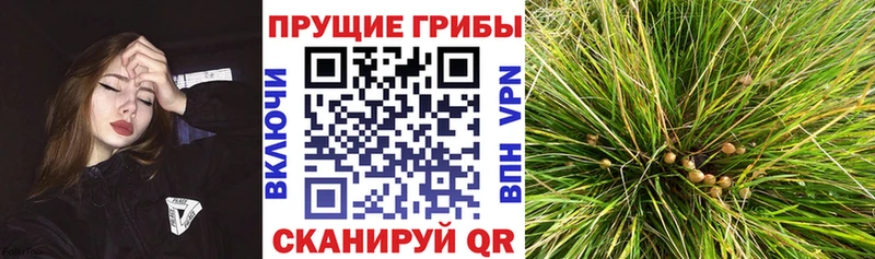 Псилоцибиновые грибы прущие грибы  цены наркотик  ОМГ ОМГ сайт  Новоалтайск 
